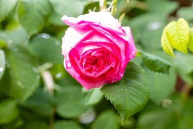 Rosa Paul Ricault çiçeği Madrid 'de bir bahçede ekildi.