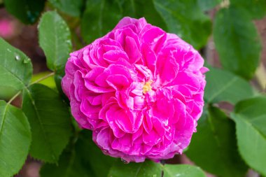 Madrid 'de bir bahçede yetişen Rose Baronne Prevost çiçeği