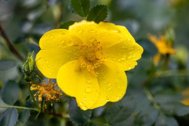 Rose Foetida Persiana Hugonis çiçeği Madrid 'de bir bahçede ekildi.