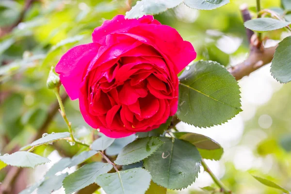 Rosa Andry Flor Cultivada Jardín Madrid —  Fotos de Stock