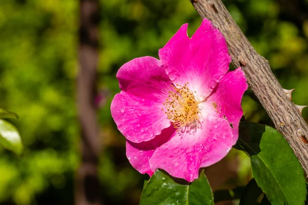 Rose Anemose Rose Flower Cultivated Garden Madrid — Stock Photo, Image