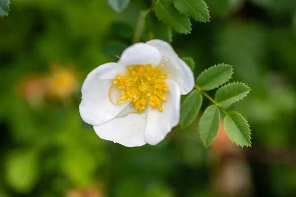 Rose Xanthina Hugonis Flower Cultivated Garden Madrid — Stock Photo, Image