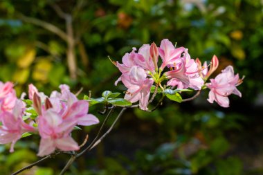 Madrid 'de bir bahçede yetiştirilen Rhododendron Çilek Buzu