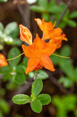 Rhododendron Bayan Peter Koster Madrid 'de bir bahçede ekildi.