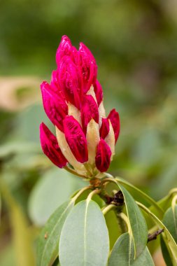 Rhododendron Cynthia Madrid 'de bir bahçede yetiştirildi.