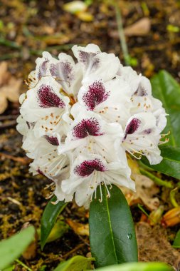 Rododendron Sappho Madrid 'de bir bahçede yetiştirildi.