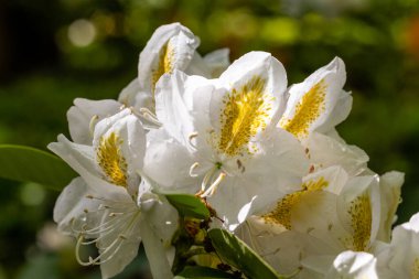 Rhododendron Belle Heller Madrid 'de bir bahçede yetiştirildi.