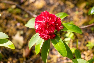 Rhododendron Wilgens Ruby Madrid 'de bir bahçede yetiştirildi.