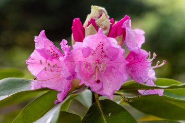 Rhododendron Trude Webster Madrid 'de bir bahçede yetiştirildi.