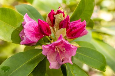 Rhododendron Trude Webster Madrid 'de bir bahçede yetiştirildi.