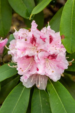 Rododendron Albert Schweitzer Madrid 'de bir bahçede ekildi.