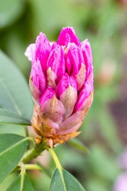 Rododendron Albert Schweitzer Madrid 'de bir bahçede ekildi.