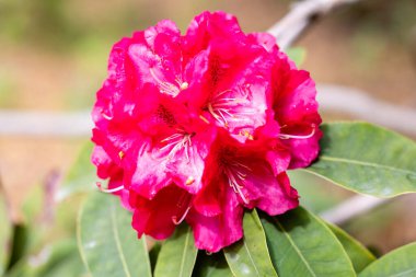 Rhododendron Wilgens Ruby Madrid 'de bir bahçede yetiştirildi.