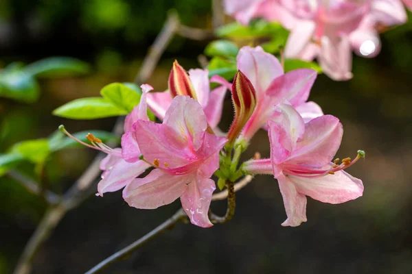 Rhododendron Jordgubbsisen Odlas Trädgård Madrid — Stockfoto