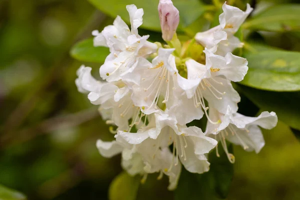 Rhododendron Cunninghams White Cultivated Garden Madrid — Stock Photo, Image