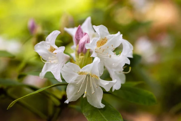 Rhododendron Cunninghams White Cultivated Garden Madrid — Stock Photo, Image