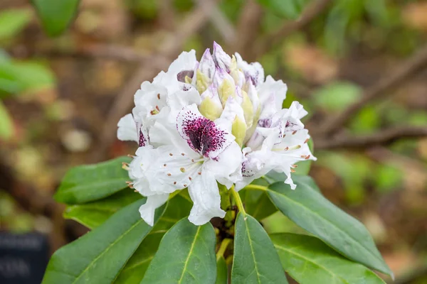 Rhododendron Sappho Cultivated Garden Madrid — Stock Photo, Image