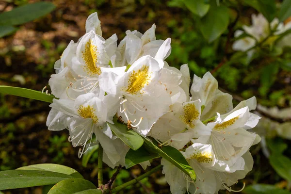 Rhododendron Belle Heller Odlas Trädgård Madrid — Stockfoto