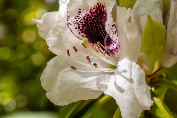 Rhododendron Sappho Cultivado Jardim Madrid — Fotografia de Stock