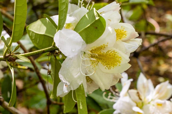 Rhododendron Belle Heller Odlas Trädgård Madrid — Stockfoto