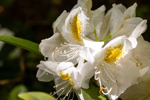 Rhododendron Belle Heller Cultivated Garden Madrid — Stock Photo, Image