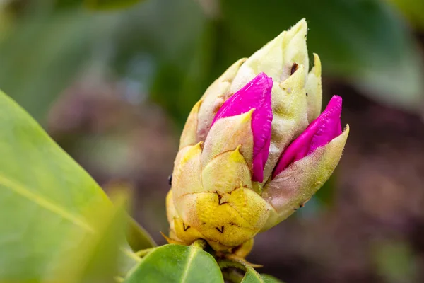 Rhododendron Trude Webster Cultivated Garden Madrid — Stock Photo, Image