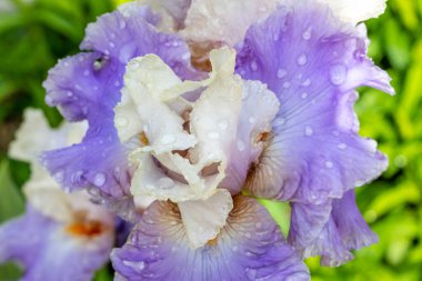 Iris Oteli Roma çiçeği bir bahçede ekildi