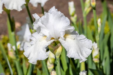 Iris Germanica Frisch-Roche Bahçede ekilmiş