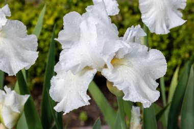 Iris Germanica Frisch-Roche Bahçede ekilmiş