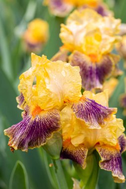 Bahçede yetişen Iris Delirium çiçeği