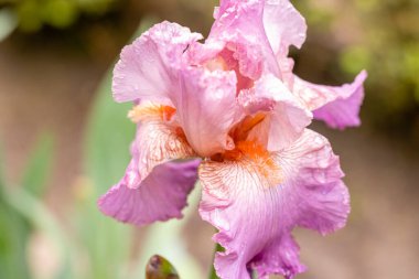 İris Jennifer Rebecca bir bahçede ekilmiş.