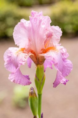 İris Jennifer Rebecca bir bahçede ekilmiş.