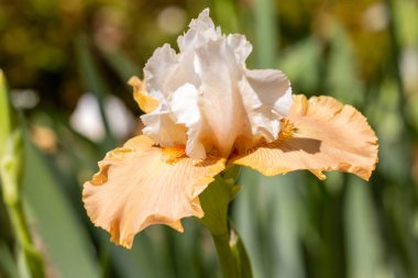 Iris Chateau Dauvers Bahçede yetişen Sur Oise çiçeği