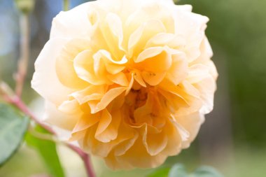 Rosa Buff Güzellik Çiçeği Madrid 'de bir bahçede ekildi.