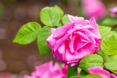 Madrid 'de bir bahçede yetişen Rose Zephirine Drouhin çiçeği.