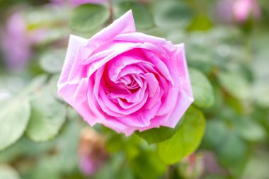 Rose Conrad Ferdinand Meyer çiçeği Madrid 'de bir bahçede ekildi.