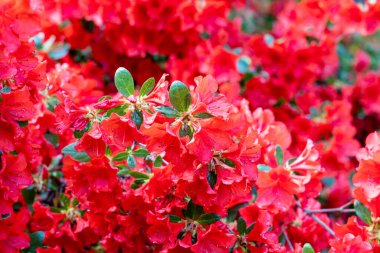 Rhododendron Nakaharai Madrid 'de bir bahçede yetiştirildi.