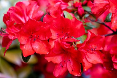 Rhododendron Nakaharai Madrid 'de bir bahçede yetiştirildi.