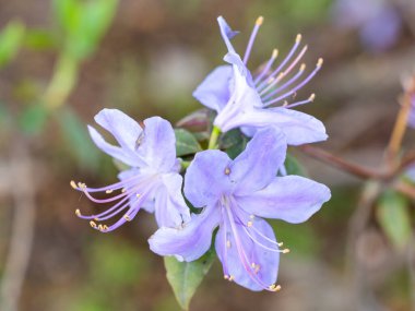 Rododendron Augustinii Madrid 'de bir bahçede yetiştirildi.
