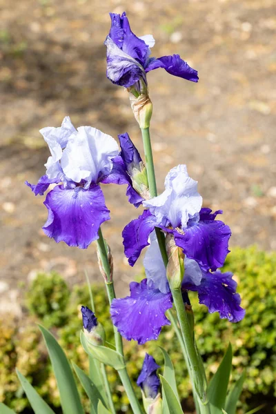 Iris Germanica Fière Tradition Fleur Cultivée Dans Jardin — Photo