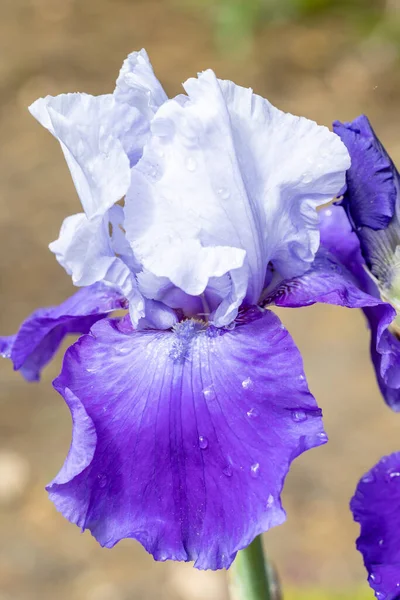 アイリス ゲルマニカ庭園で栽培された誇り高い伝統的な花 — ストック写真