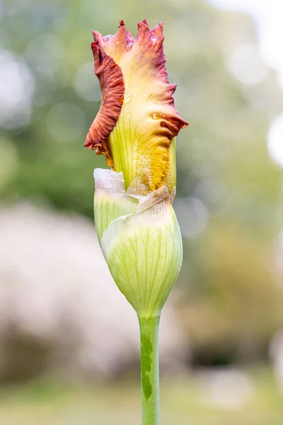 Iris Instant Smiles Flor Cultivada Jardín — Foto de Stock