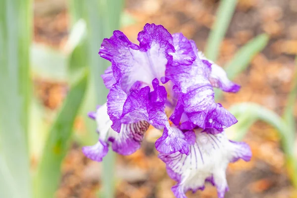 Iris Batik Blume Einem Garten Angebaut — Stockfoto