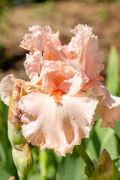 Iris Happenstance Flor Cultivada Jardín —  Fotos de Stock
