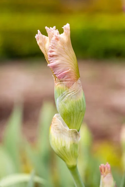 Iris Happenstance Flor Cultivada Jardín — Foto de Stock