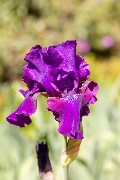 Iris Rosalie Figge Flor Cultivada Jardín — Foto de Stock