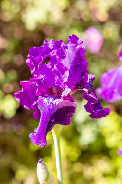 Iris Rosalie Figge Kwiat Uprawiany Ogrodzie — Zdjęcie stockowe