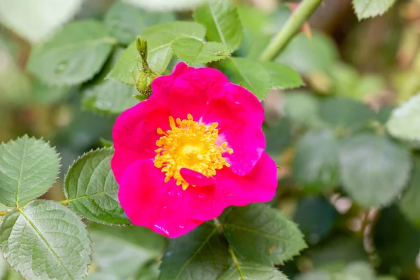 Rose Amy Robsart Kwiat Uprawiany Ogrodzie Madrycie — Zdjęcie stockowe
