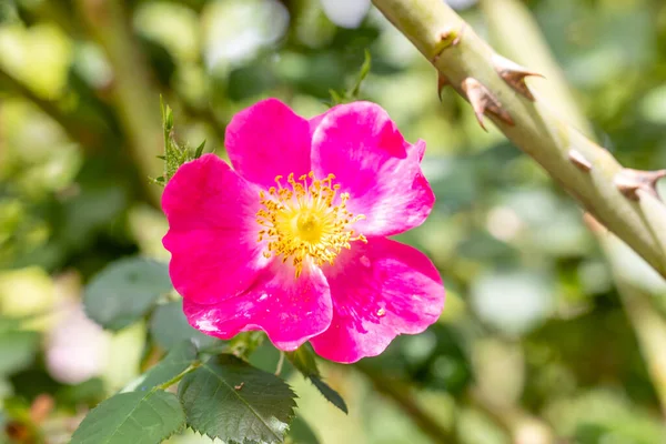 Τριαντάφυλλο Amy Robsart Λουλούδι Που Καλλιεργείται Έναν Κήπο Στη Μαδρίτη — Φωτογραφία Αρχείου
