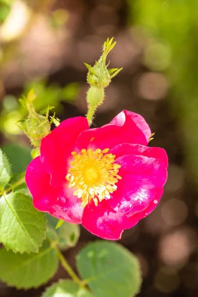 Τριαντάφυλλο Amy Robsart Λουλούδι Που Καλλιεργείται Έναν Κήπο Στη Μαδρίτη — Φωτογραφία Αρχείου